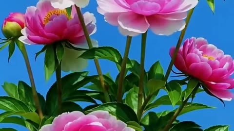 Quran Recitation That Will Make You Cry 😭 Spiritual Awakening