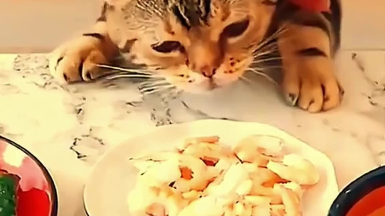 FUNNY ANIMAL COMPILATIONS - PART 59