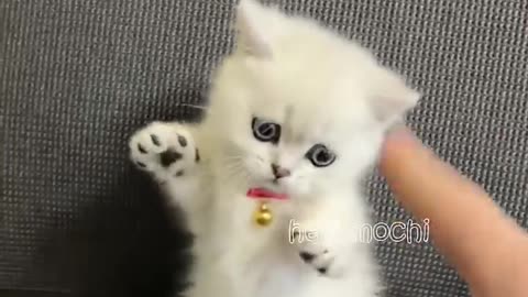 Cat funny moment ❤️💕