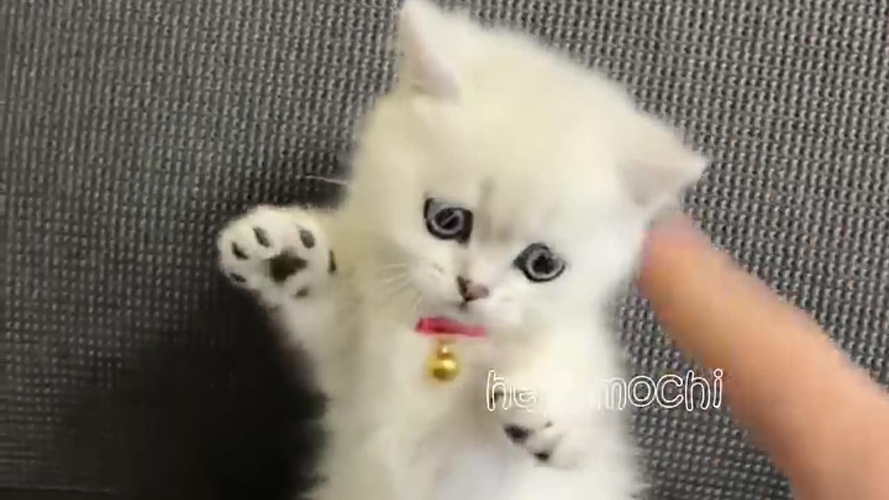 Cat funny moment ❤️💕