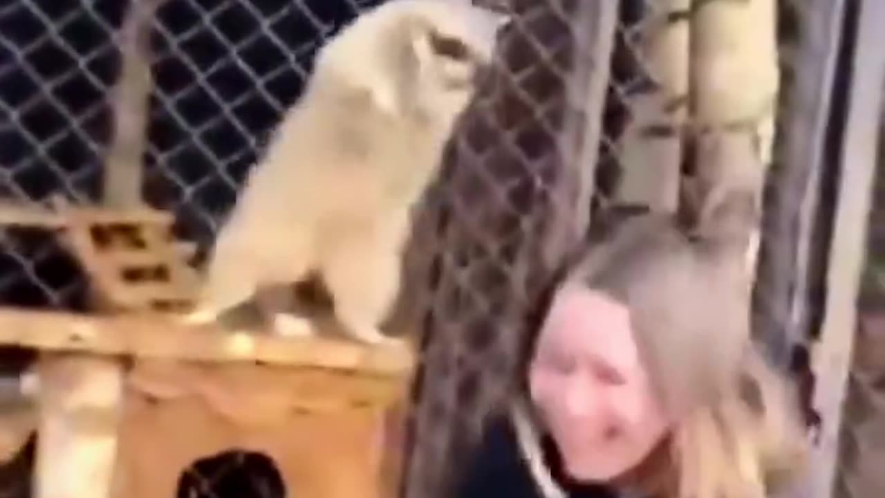 #funny videos