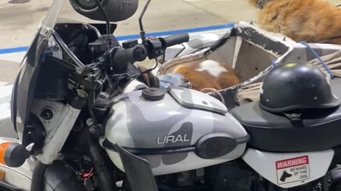 Dog Packs Rides Along In Motorcycle Sidecar