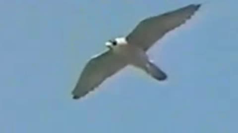 hawk