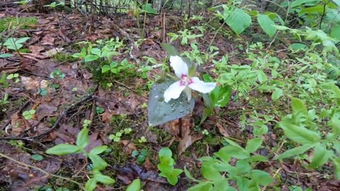 Painted Trillium