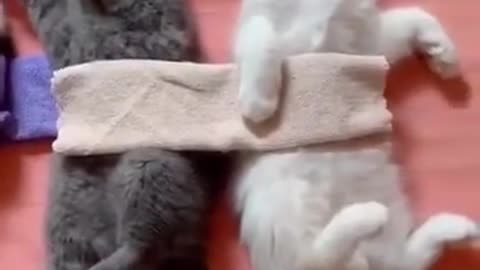 tired cats sleep
