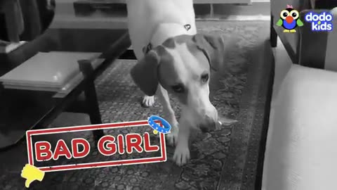 Funny Animal Videos
