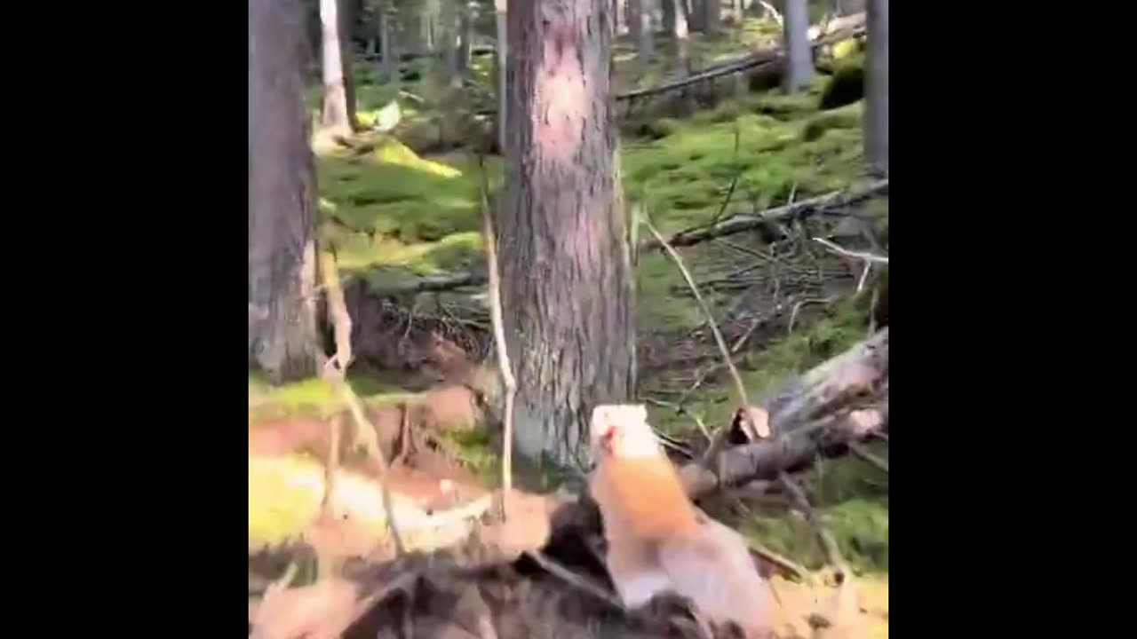 Paw-some Pranks: Funny Cat Compilation to Brighten Your Day!