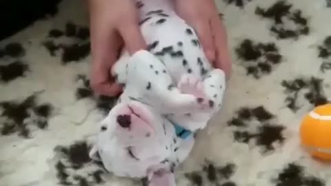 Fun Animals