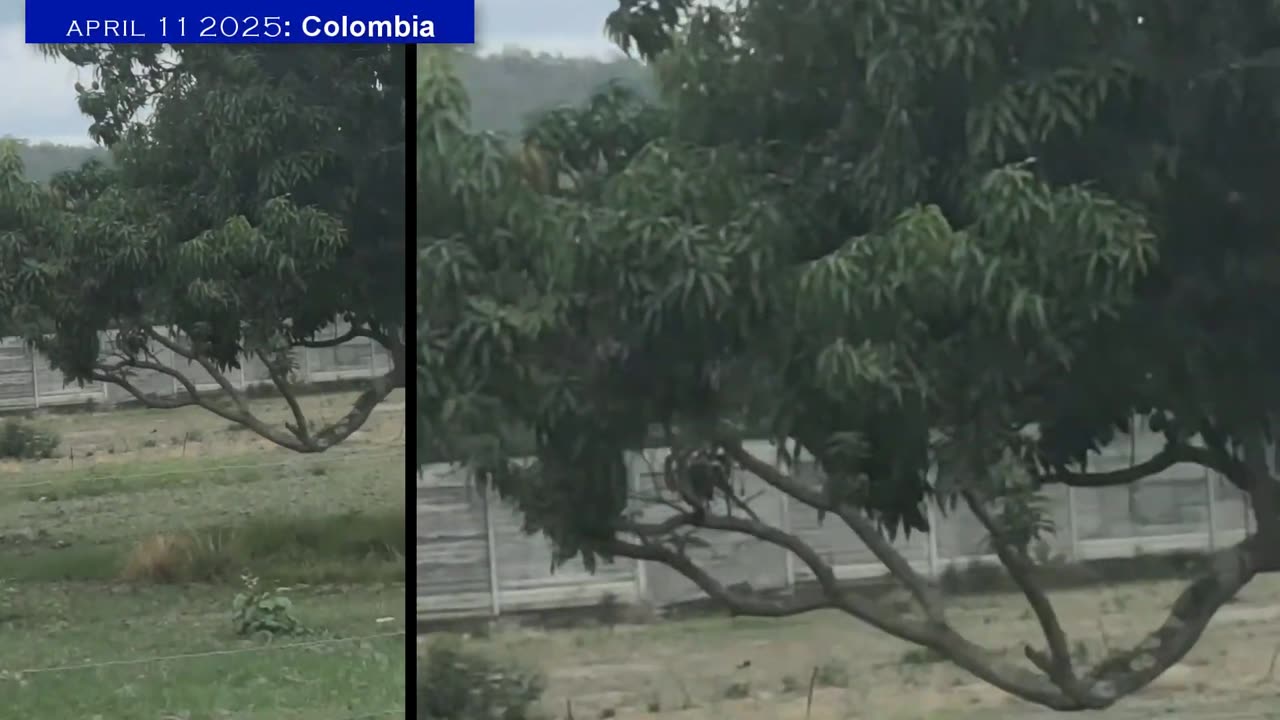 Vidéo réelle ! Une soucoupe volante a atterri dans une forêt en Colombie.