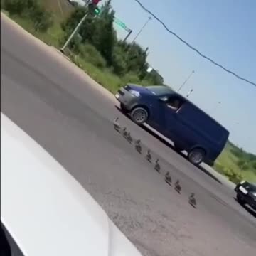 Drivers in cars had to stop to let the duck family pass
