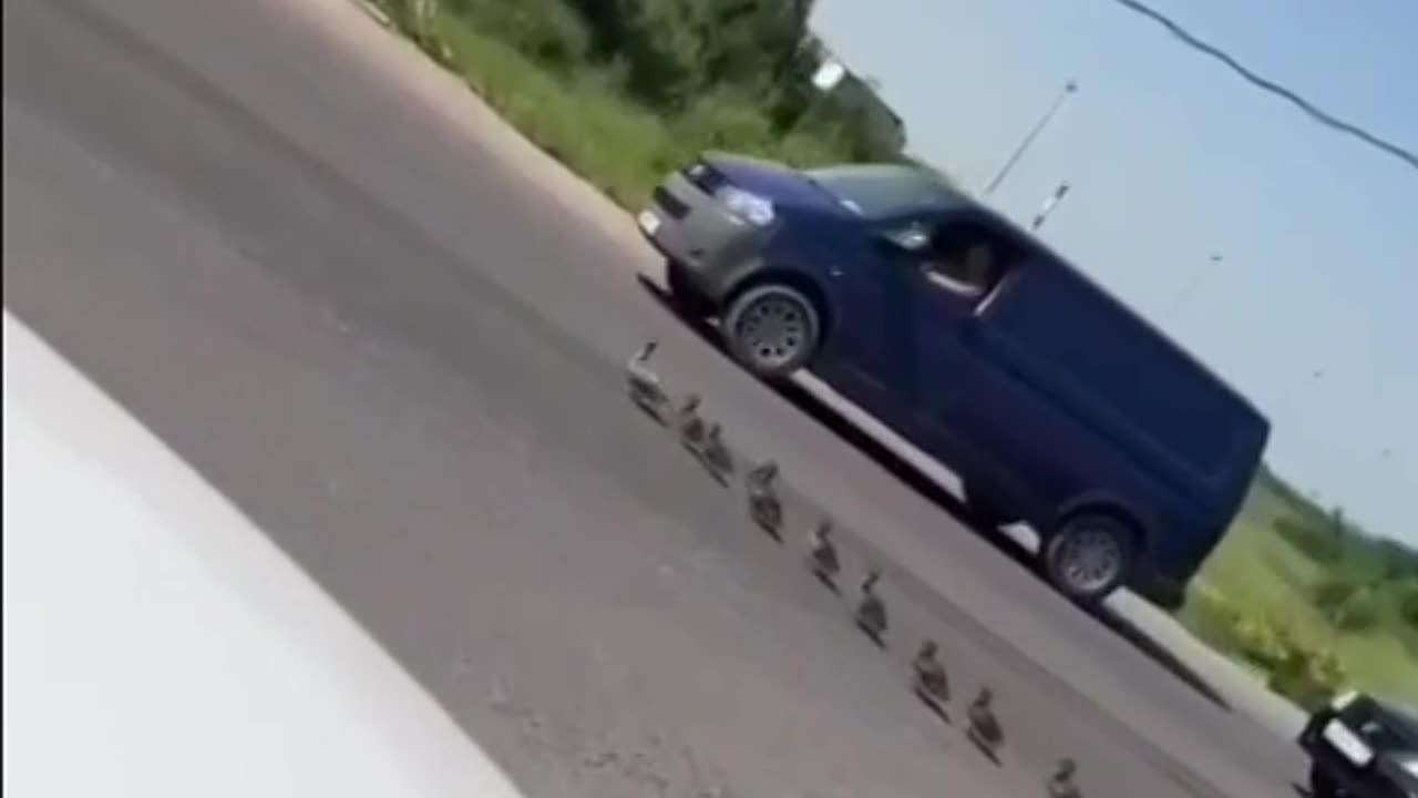 Drivers in cars had to stop to let the duck family pass