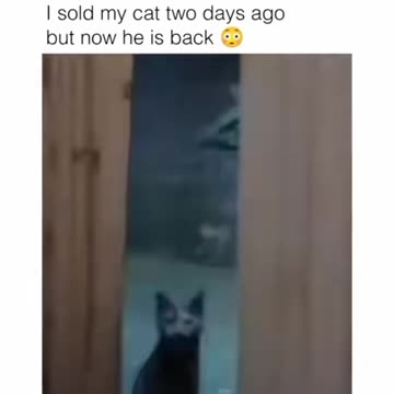 My Cat Came BACK After I Sold Him?!