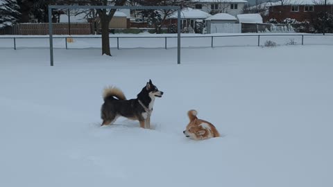 Corgi Curses The Snow
