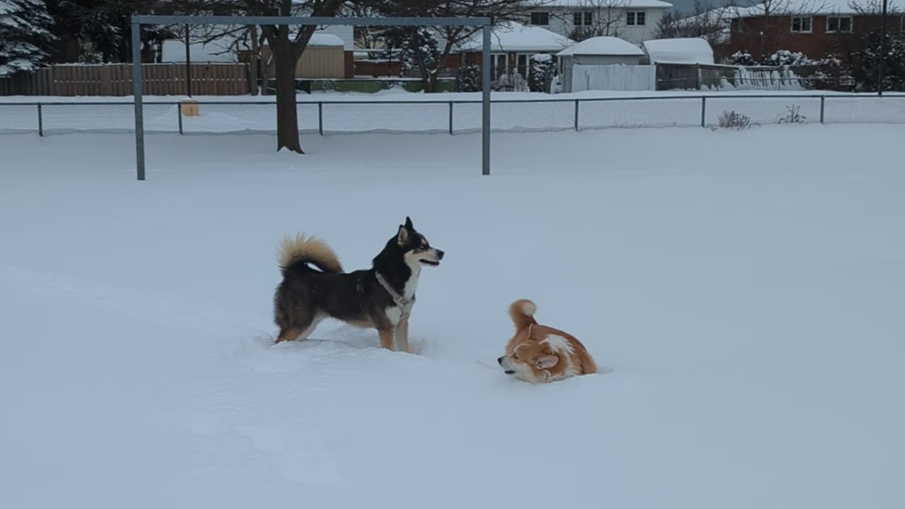 Corgi Curses The Snow