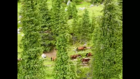 Nature