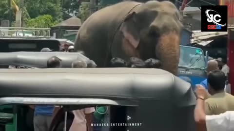 An elephant.....