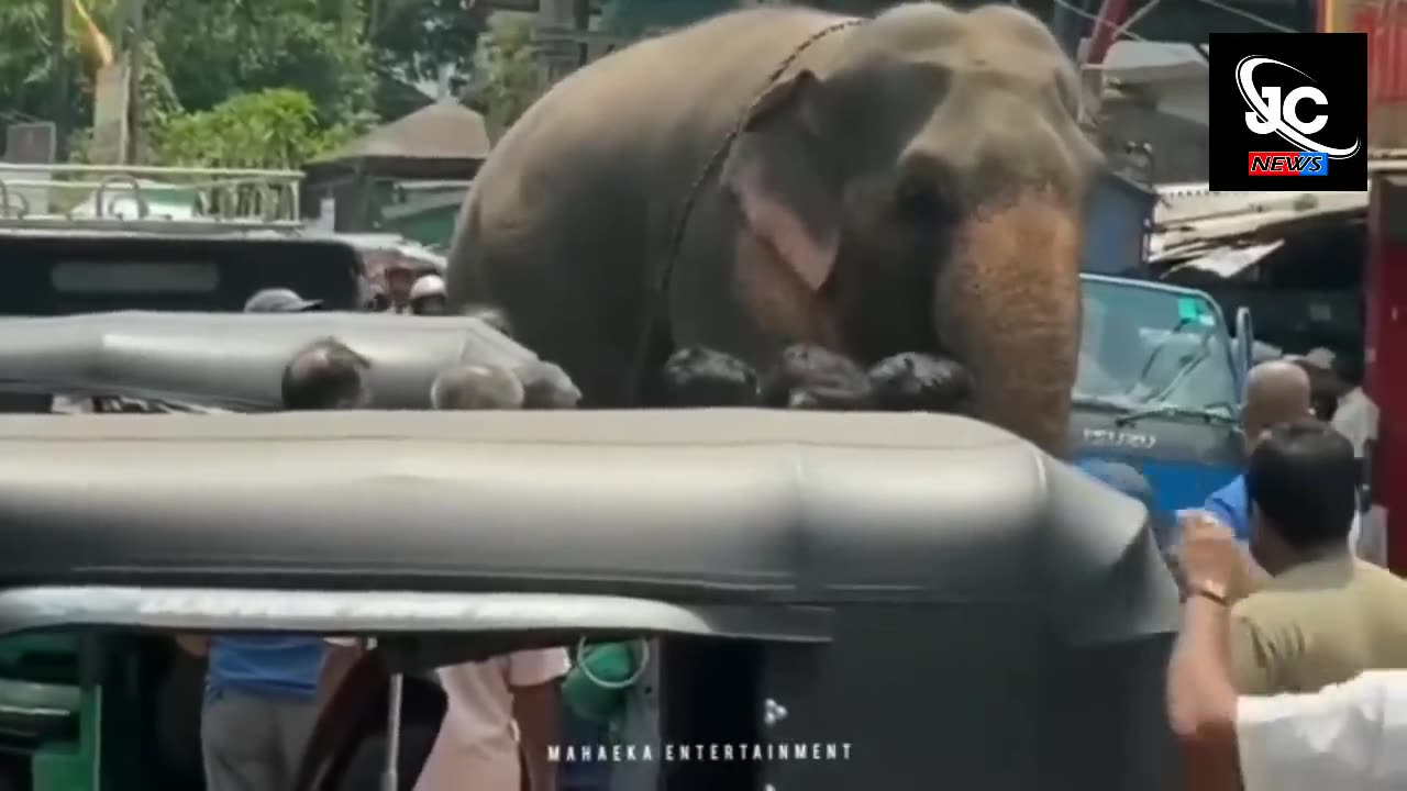 An elephant.....