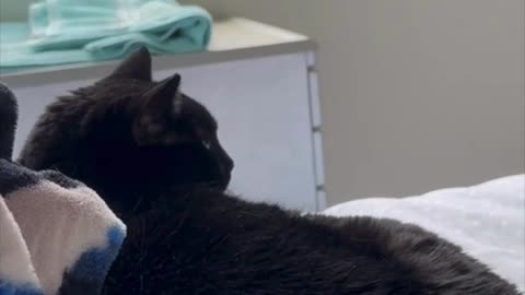 Cute Precious Piper is a Little Cuddle Bunny -My Adopted Shelter Cat Vlog #shorts