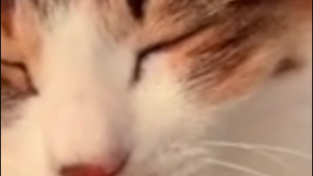 Love & Cats Combined