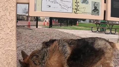 🐕‍🦺German💕Shepherd🐾