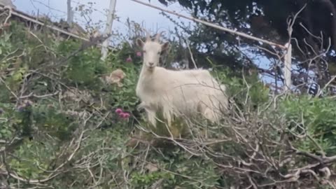 A Nice Goat Video In Great Britain
