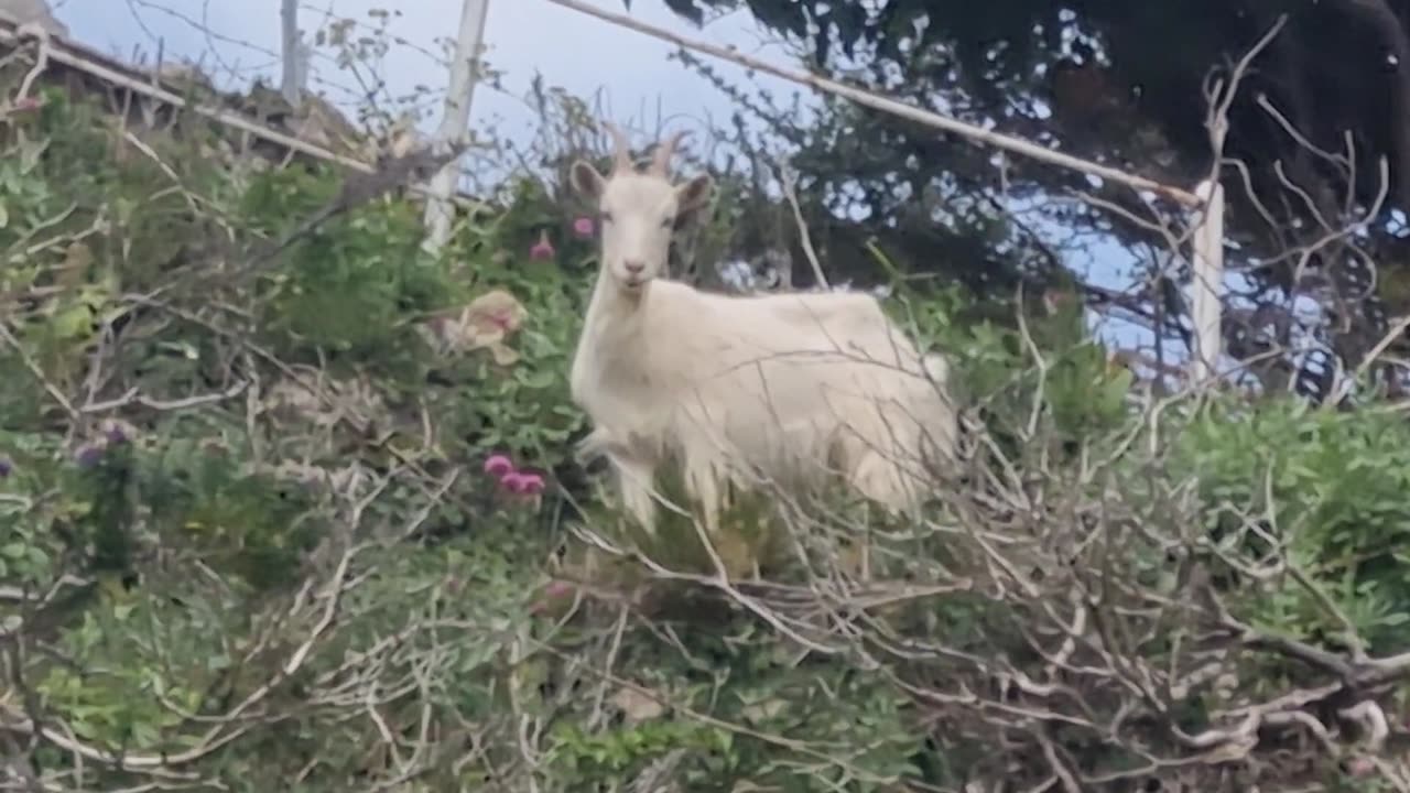 A Nice Goat Video In Great Britain