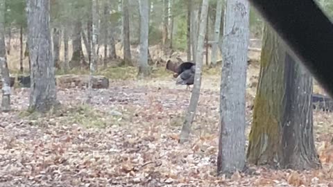 Opening turkey season
