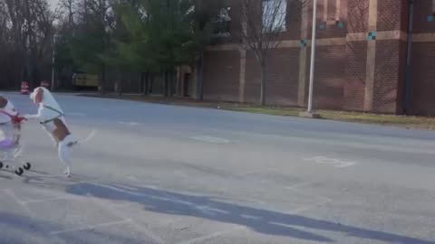 Funny animals video