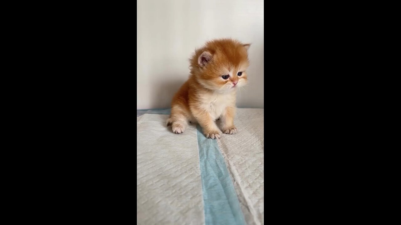 cute cat