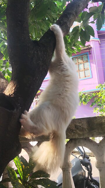 Persian Cat Going Out Of Hand