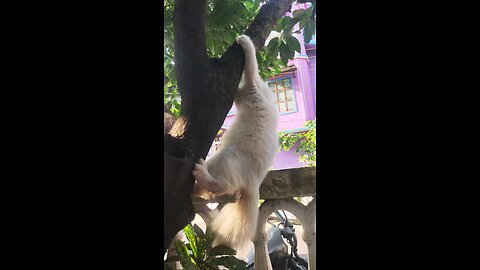 Persian Cat Going Out Of Hand