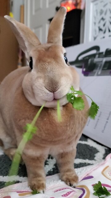 Bunny stuffing her face with yummy cilantro
