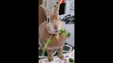 Bunny stuffing her face with yummy cilantro
