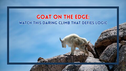 Goat on the Edge Watch This Daring Climb That Defies Logic