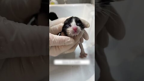 The cat got behind the cat and got lost but the guy saved his life