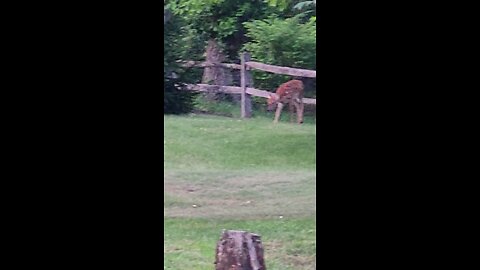 Fawns playing with a rabbit