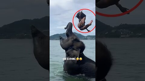 funny animals compilation #funnyanimals #animals #pets #shorts
