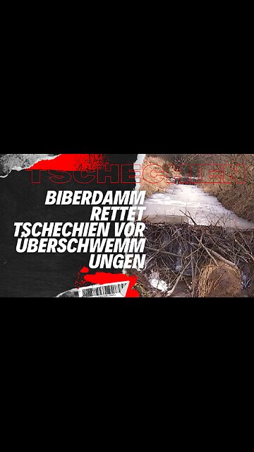 Biberdamm rettet Tschechien vor Überschwemmungen #news #goodnews #shorts