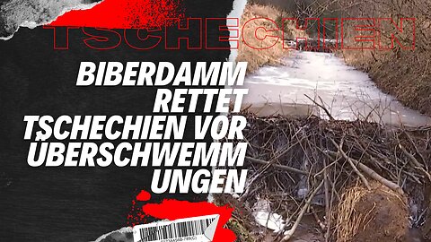 Biberdamm rettet Tschechien vor Überschwemmungen #news #goodnews #shorts