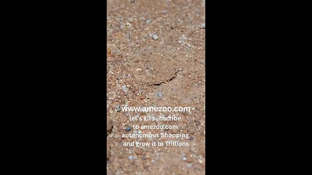 www.amezoo.com autonomous Shopping Subscription