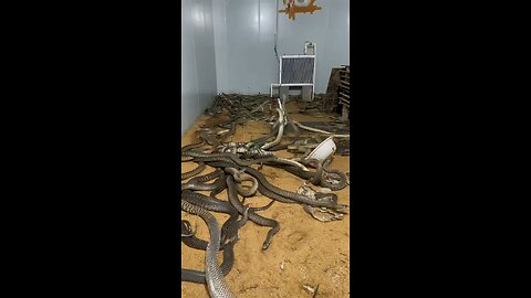 snake