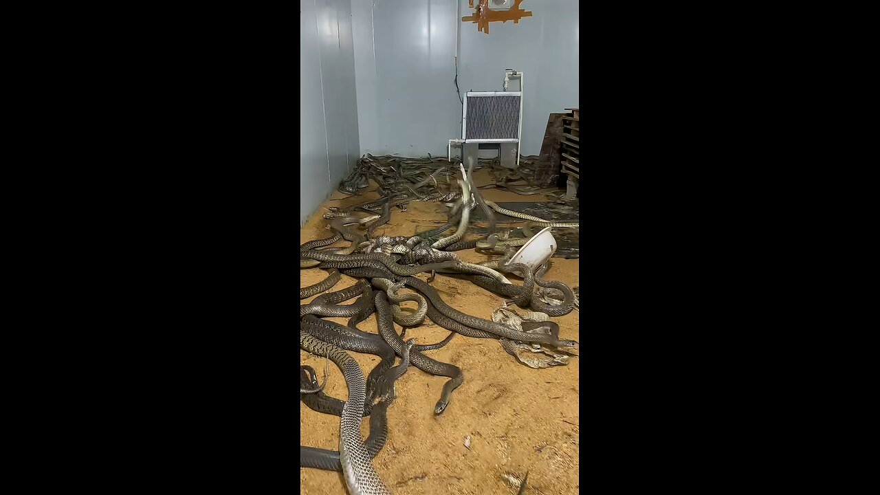 snake