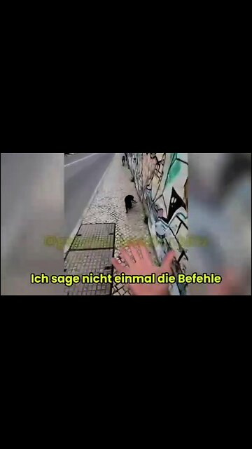 So kummunizierst du telepathisch mit deinem Haustier