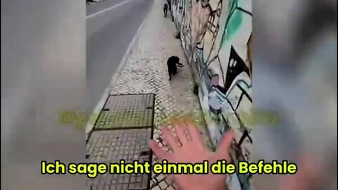 So kummunizierst du telepathisch mit deinem Haustier