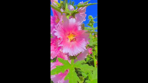 nice flower