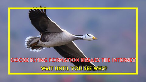 Goose Flying Formation Breaks the Internet—Wait Until You See Why!