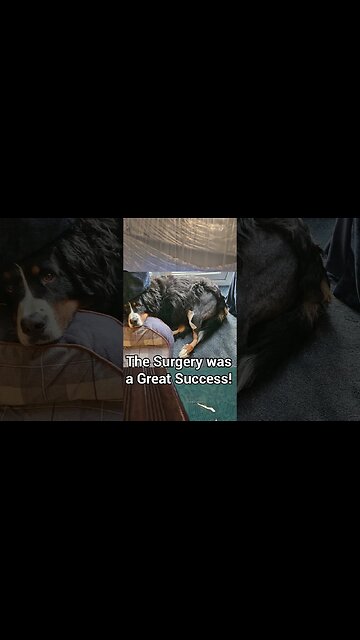 Poppy's Hydrotherapy Recovery Week 1 | #Bernese Mountain Dog #BMD - #cutedog #bernesemountaindog