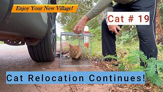 Cat Relocation Again!