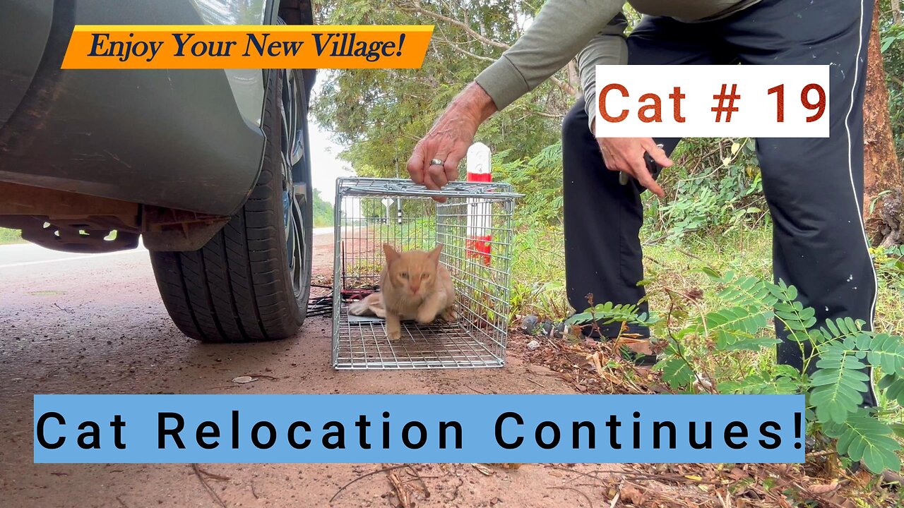 Cat Relocation Again!