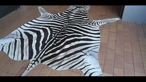 Burchell Zebra for Italian client